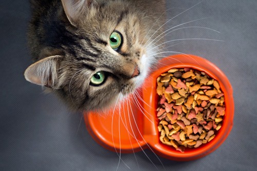 Alimentation