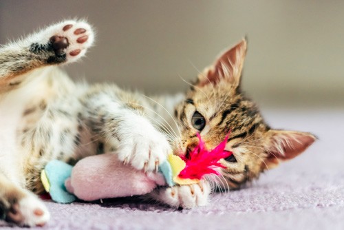 Jouets & accessoires